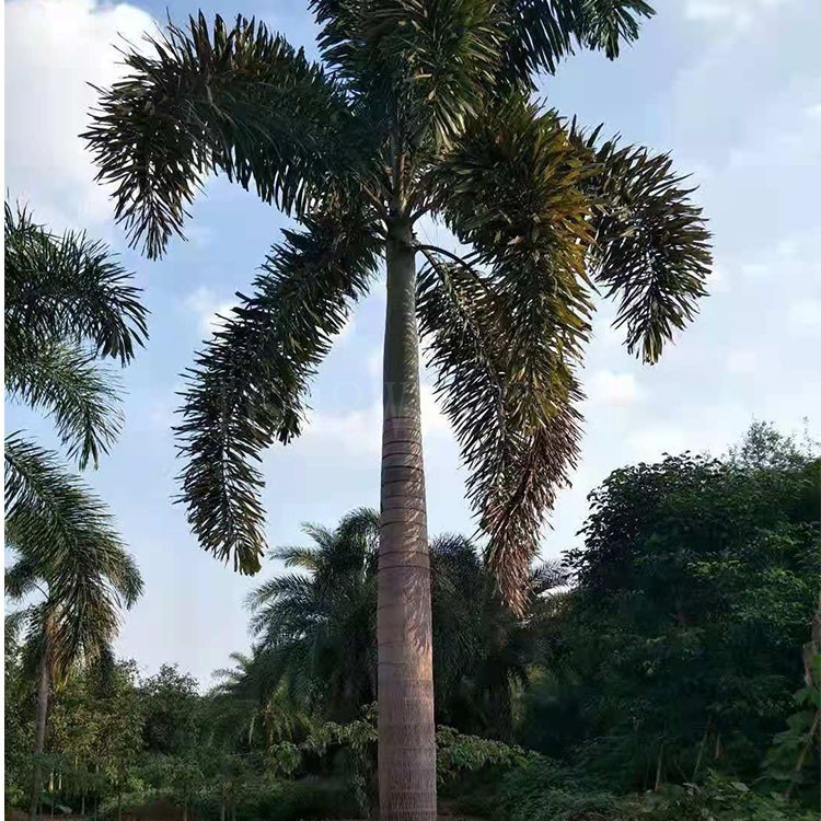 漳州大型狐尾椰子树